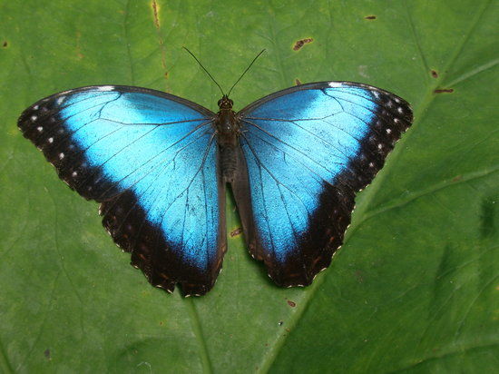 Mariposario
